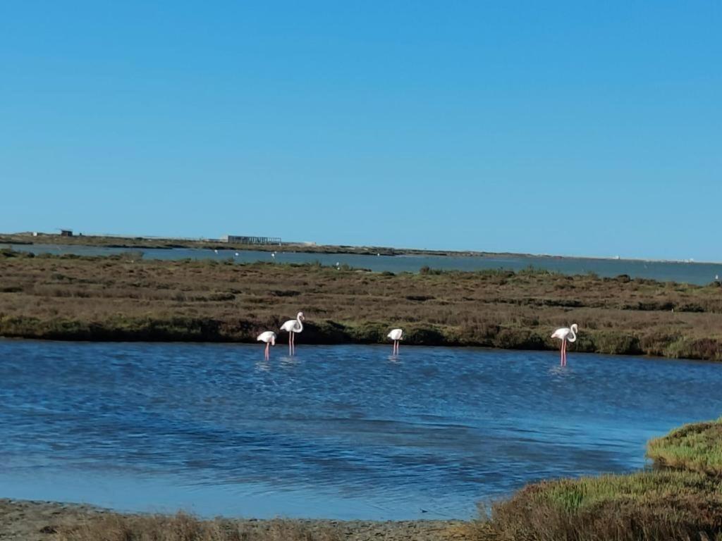 Casa Mar Roquetes Lejlighed Eksteriør billede